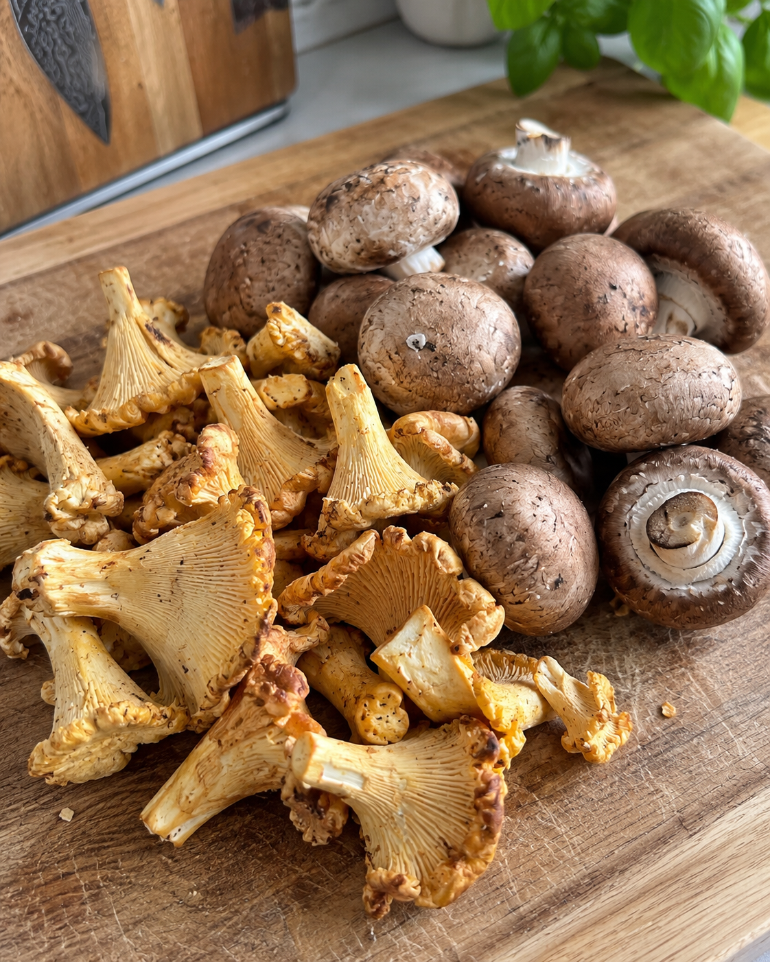 Pfifferlinge und Champignons